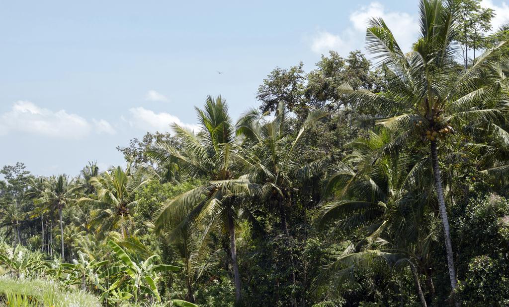 Graha Rusni Villa Ubud Eksteriør bilde
